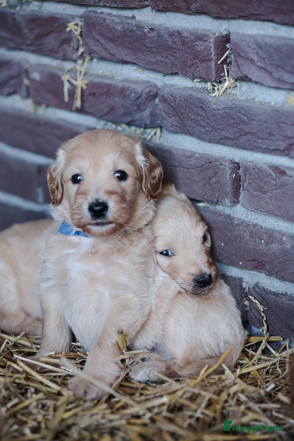 Kruising honden  Goldendoodles, medium - Advertentie 2