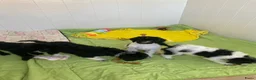 Poedel honden te koop: Prachtig mooie koningspoedel pups! - Advertentie 13