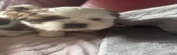 Shih Tzu honden te koop: rashoeivere Shih Tzu-puppy's - Advertentie 4