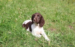 Engelse Springer Spaniel honden te koop: Lieve Engelse springer spaniel puppy's in Gameren - Afbeelding 17