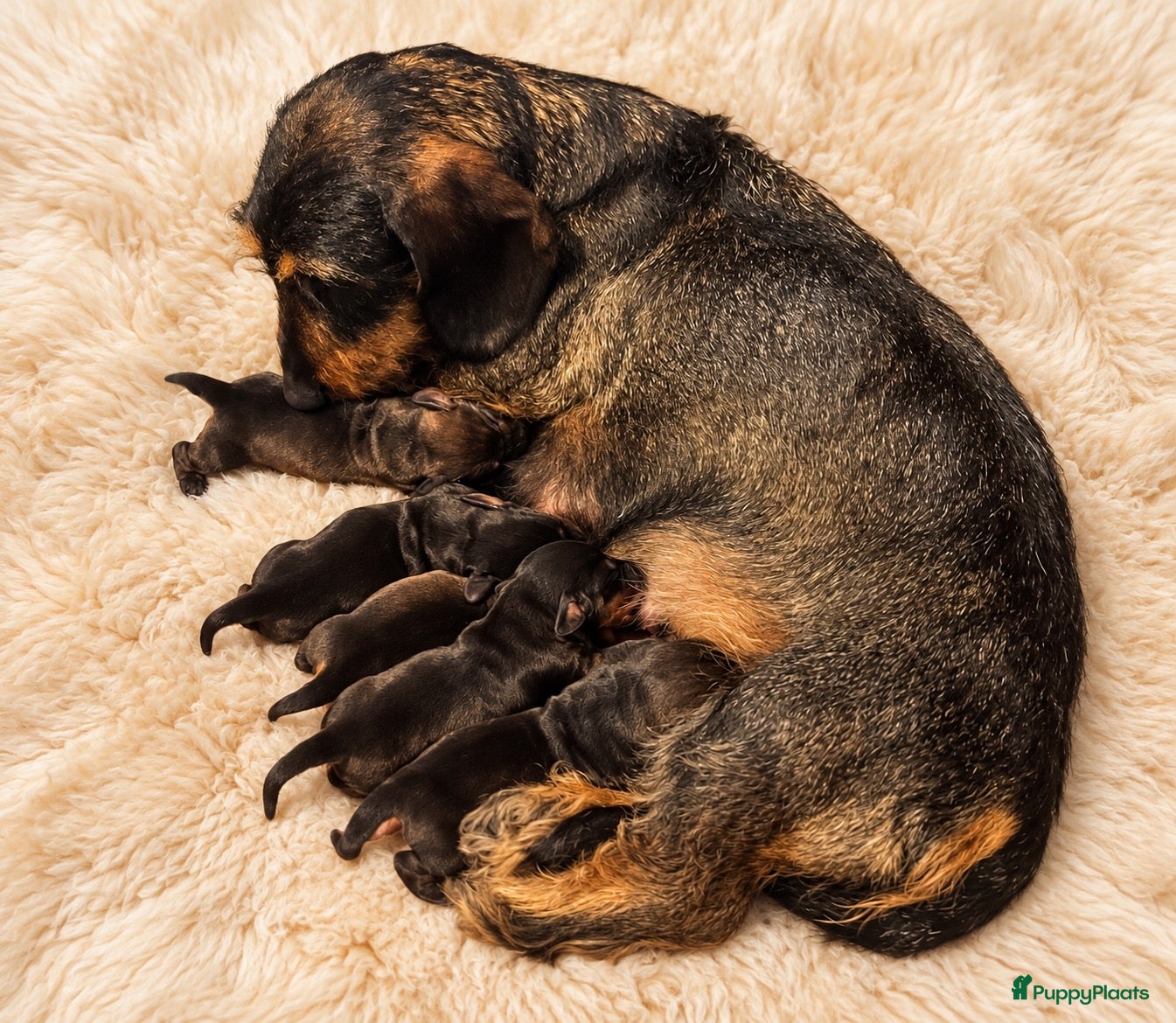 Ruwhaar Teckel honden Ruwhaar standaard Teckel pups - Advertentie 3