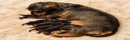 Ruwhaar Teckel honden te koop: Ruwhaar standaard Teckel pups - Advertentie 1