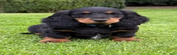 Teckel (langhaar) honden te koop: Teckelpups langhaar met FCI stamboom standaard - Advertentie 1
