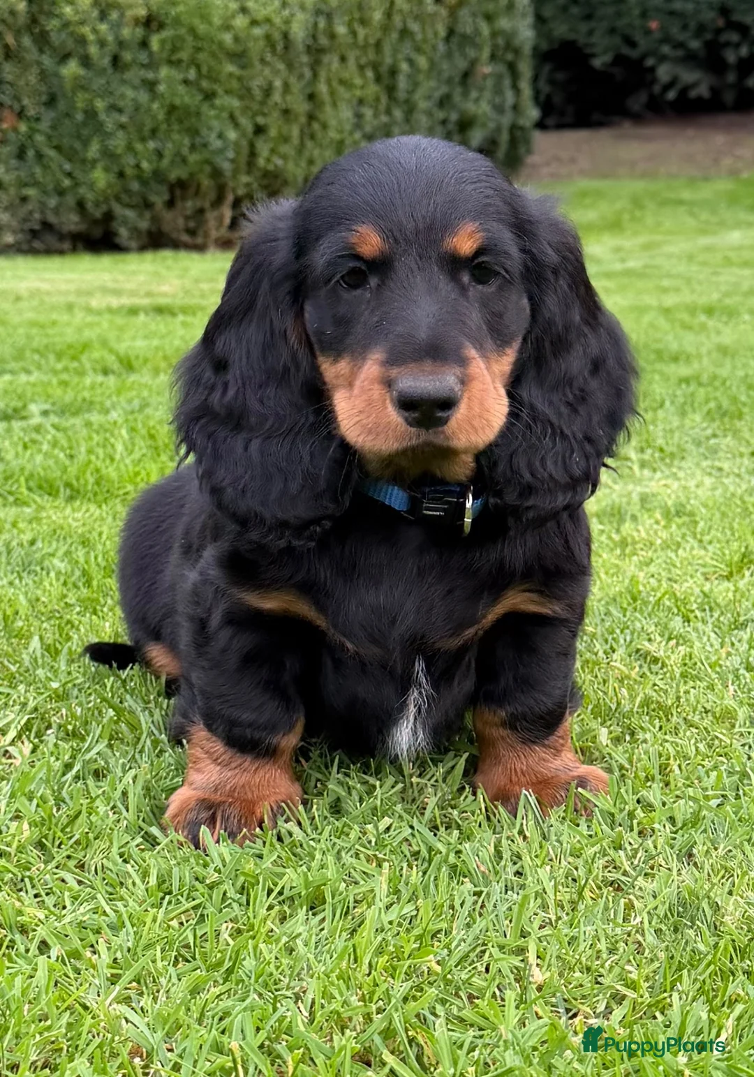 Teckel (langhaar) honden te koop: Teckelpups langhaar met FCI stamboom standaard - Advertentie 1