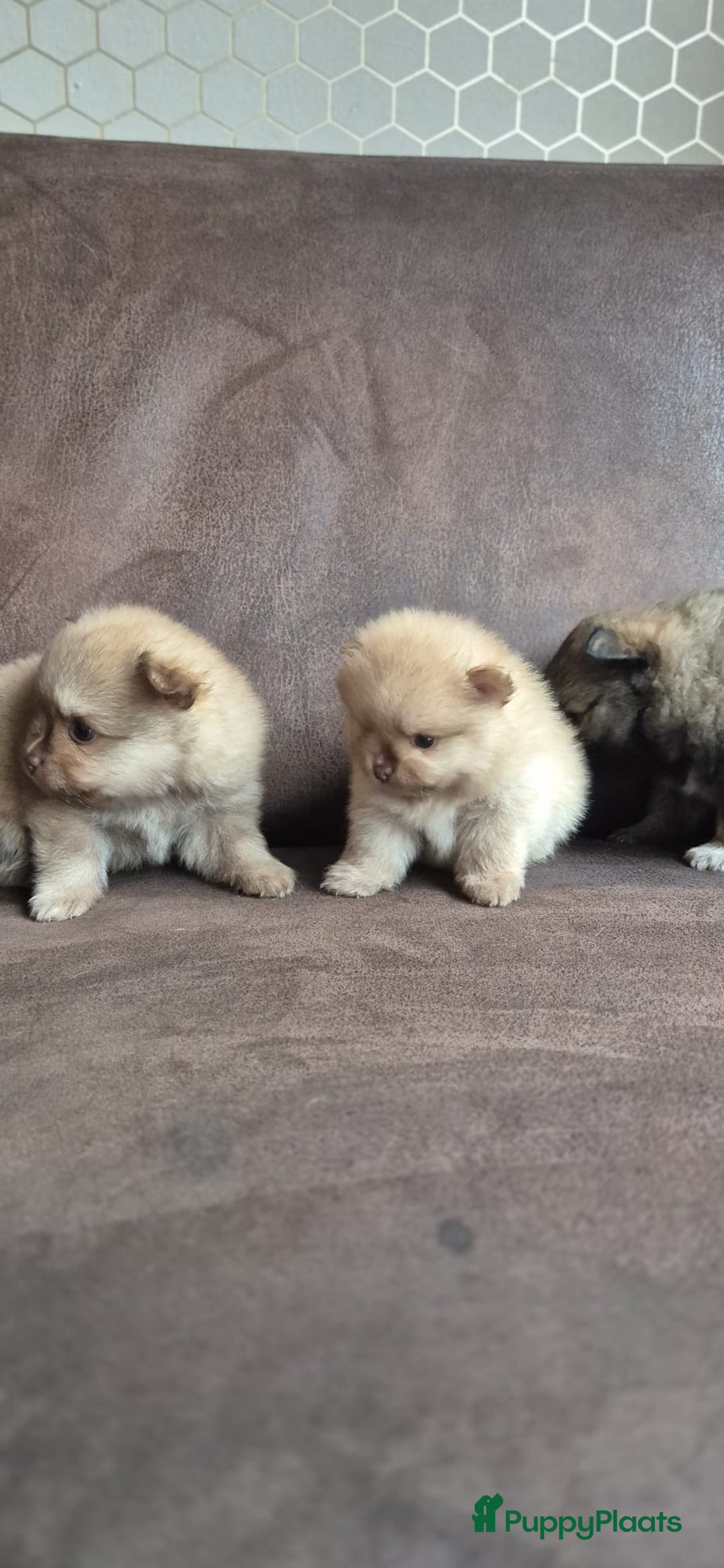 Pomchi honden te koop: Prachtige luxe pommeriaan pups - Advertentie 11