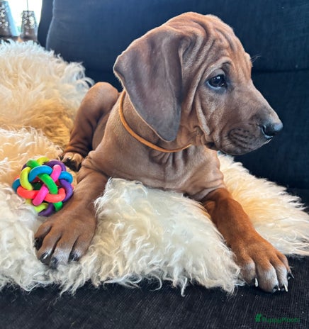 Rhodesian Ridgeback honden Rhodesian Ridgeback pups met F.C.I. stamboom - Advertentie 1