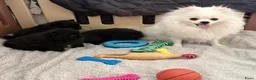 Pomeriaan honden te koop: Mooie kleine zwarte pomeranians/dwergkees pups - Advertentie 10