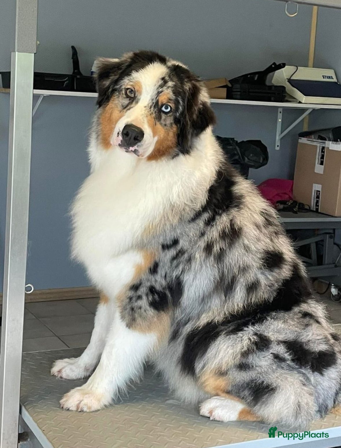 Australian Shepherd honden Australian shepherd pups met fci stamboom  - Advertentie 2