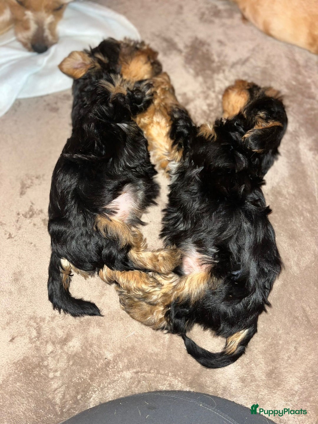 Yorkshire Terriër honden te koop: Yorkshire terriër puppies zoeken goudenmand. - Advertentie 2