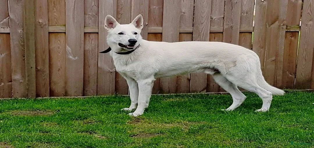 Galerij afbeelding {{count}}