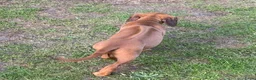 Rhodesian Ridgeback honden te koop: Rhodesian Ridgeback puppy's - Advertentie 10