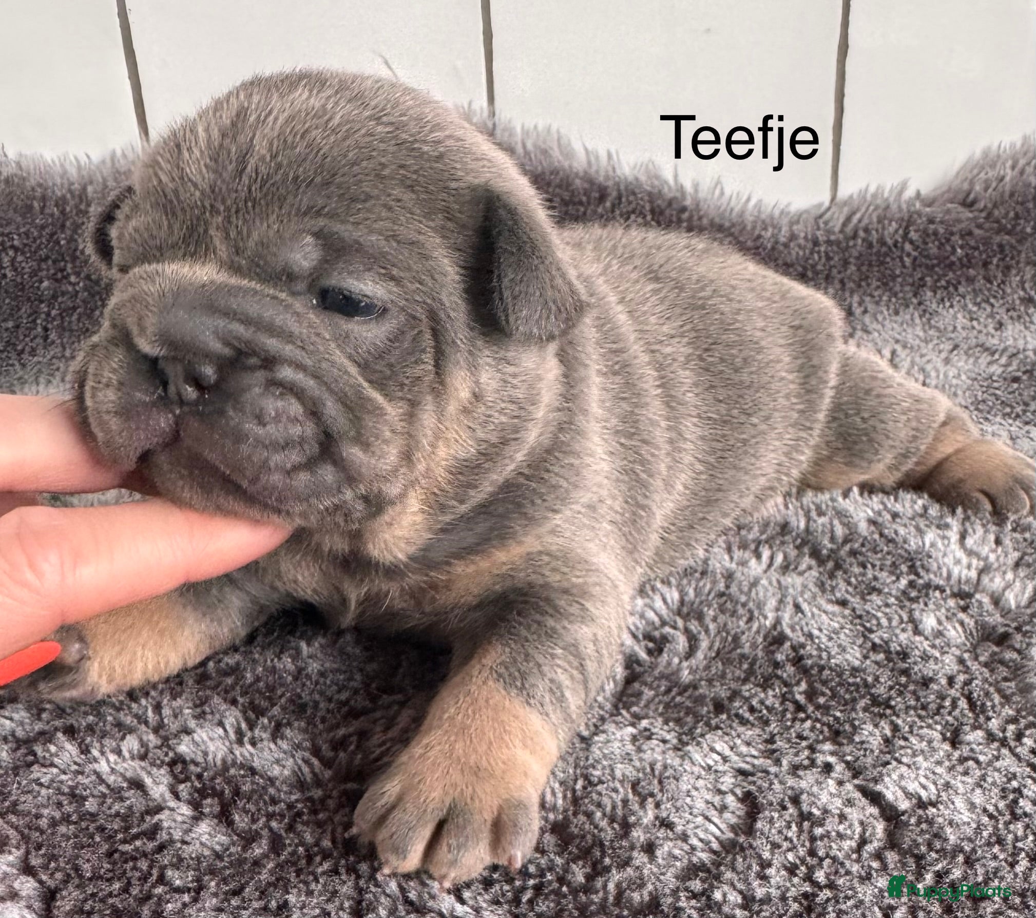 Franse Bulldog honden Prachtig nestje Franse bulldog pups - Advertentie 1