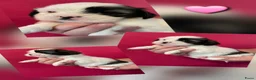 Shih Tzu honden te koop: Te koop - Advertentie 5