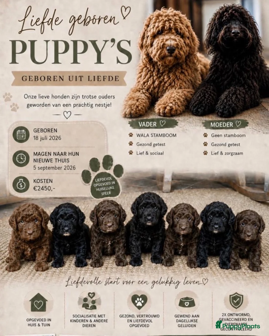 Kruising honden te koop: MINI x Medium labradoodle pups 🤎🖤 - Advertentie 2