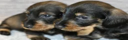 Ruwhaar Teckel honden te koop: Ruwhaar Dwerg/Kaninchen teckel pups met stamboom. - Advertentie 10
