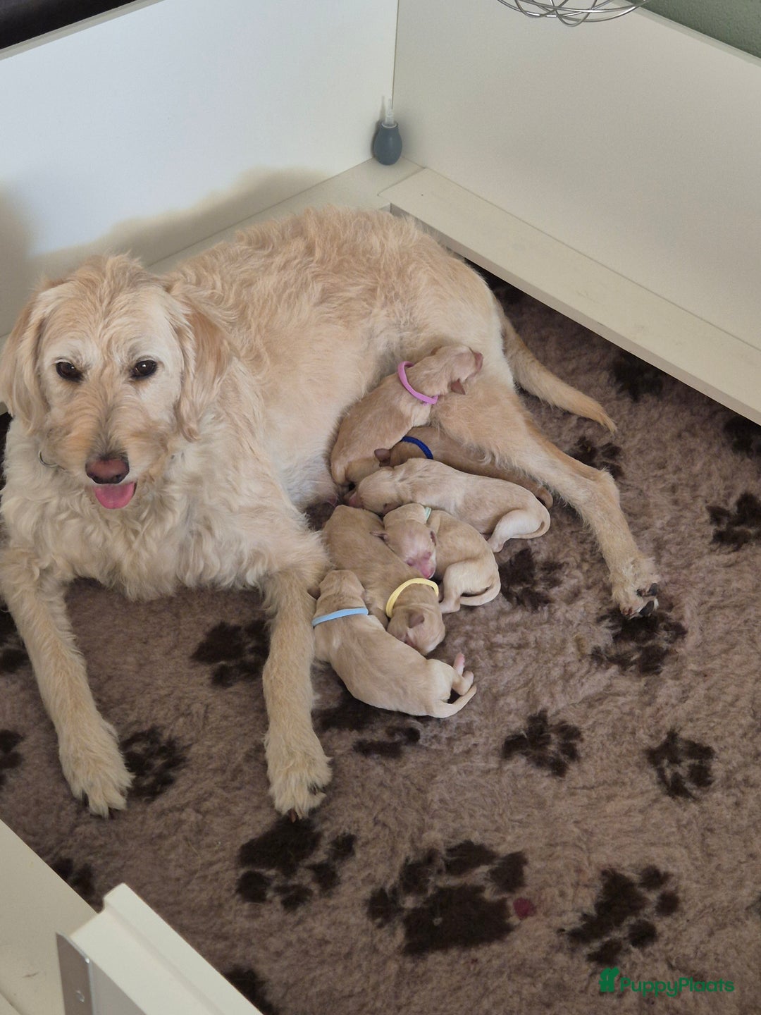 Labradoodle honden te koop: Labradoodle x Australian Labradoodle  in Oosterhout - Afbeelding 8