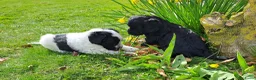 Kruising honden te koop: Lieve pups Stabij x Poedel - Advertentie 9