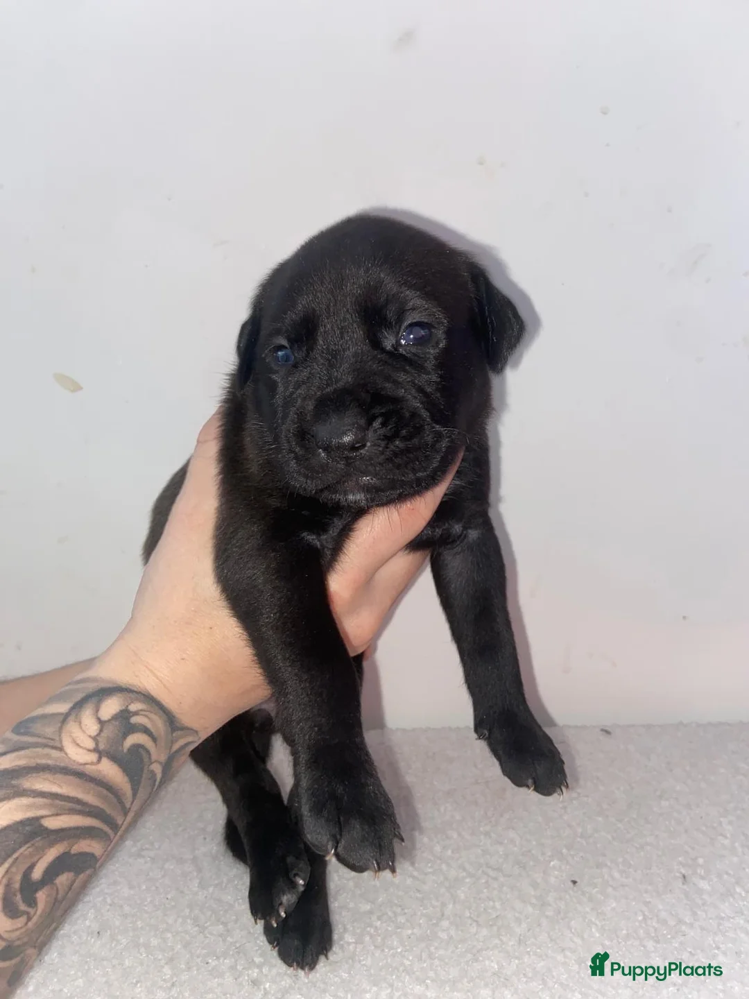 Kruising honden te koop: Bully xl pups  - Advertentie 8