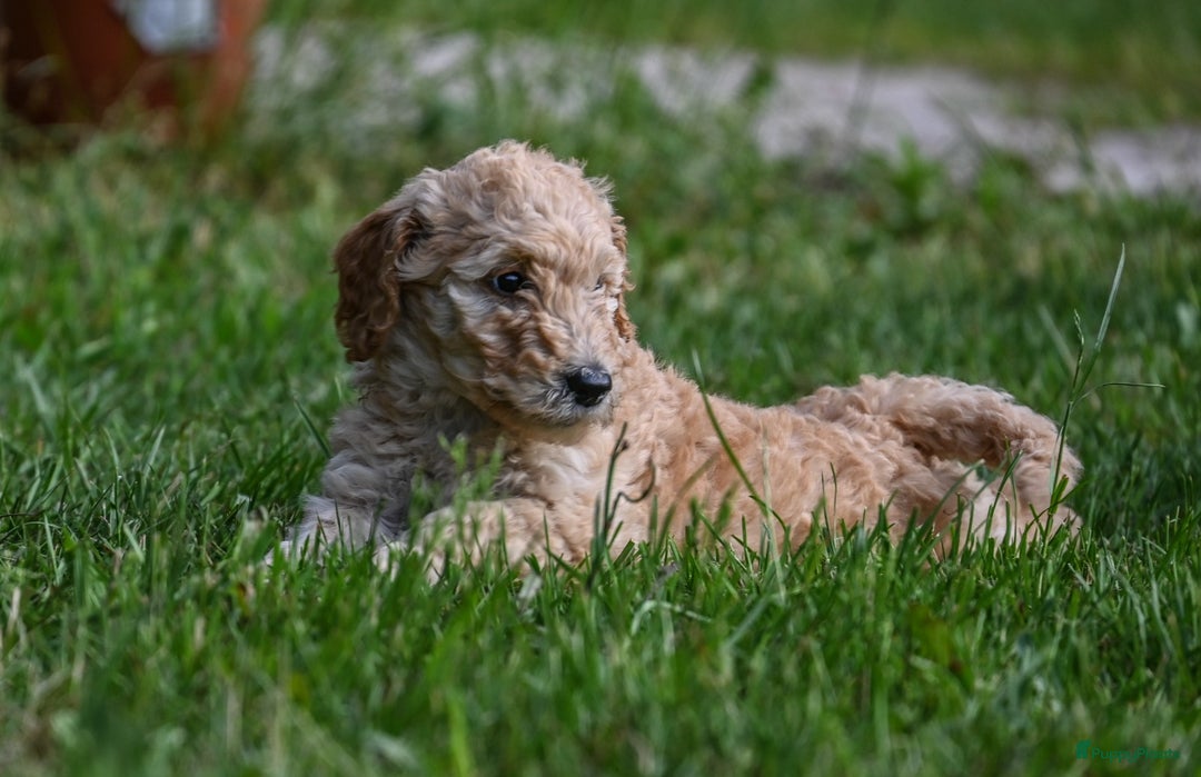Labradoodle honden te koop: Labradoodle F4 pups te koop! 🐶 in Balkbrug - Afbeelding 2
