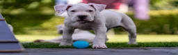 Dogo Argentino honden te koop: Dogo Argentino pups VDH/FCI-familiefokkerij - Advertentie 1