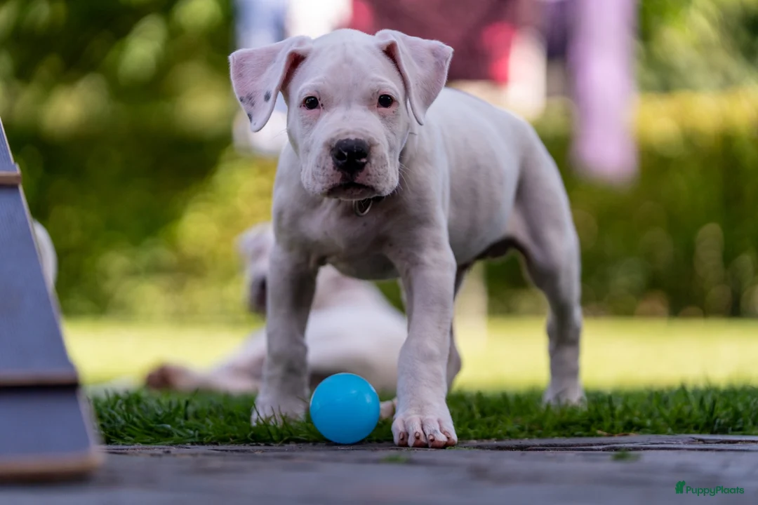 Dogo Argentino honden te koop: Dogo Argentino pups VDH/FCI-familiefokkerij - Advertentie 1