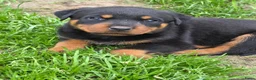 Rottweiler honden te koop: Prachtig mooie Rotweiler pups te koop! - Advertentie 10