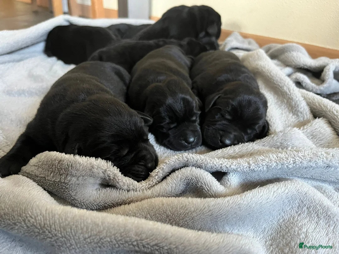 Labrador Retriever honden te koop: Labrador Retriever pups - Advertentie 8