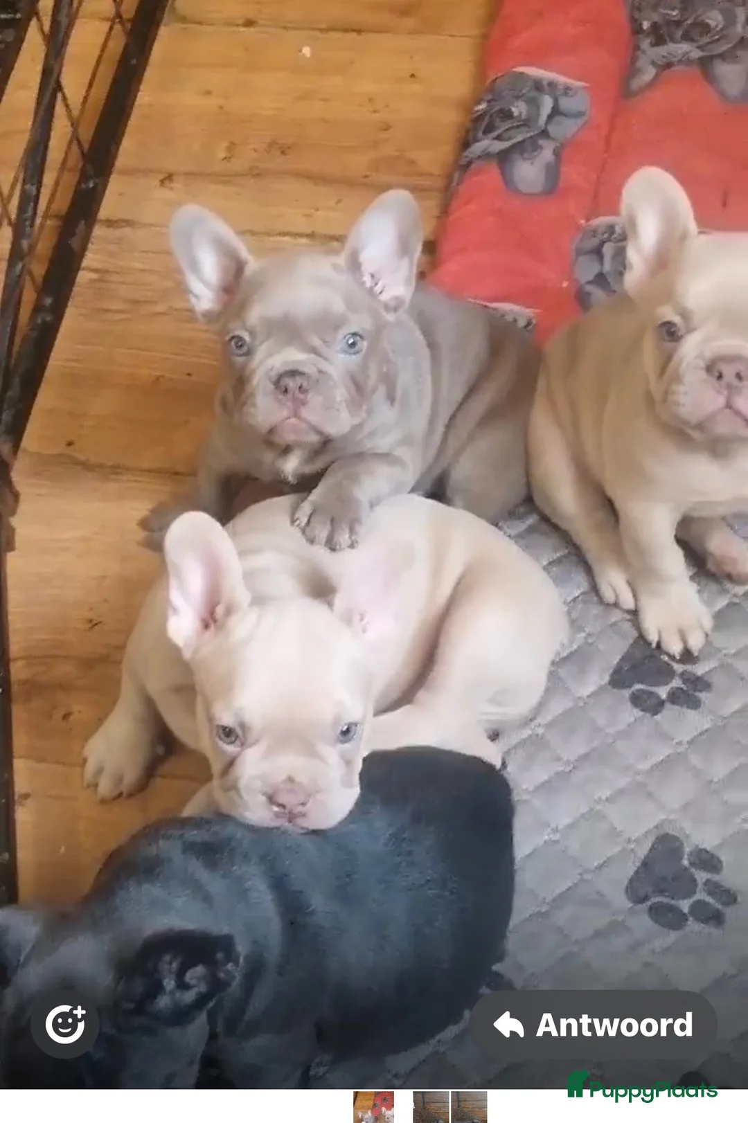 Franse Bulldog honden te koop: Franse buldog oplichter  in Hilversum - Advertentie 5