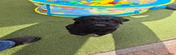 Labradoodle honden te koop: LAATSTE labradoodle pup🩵 - Advertentie 10