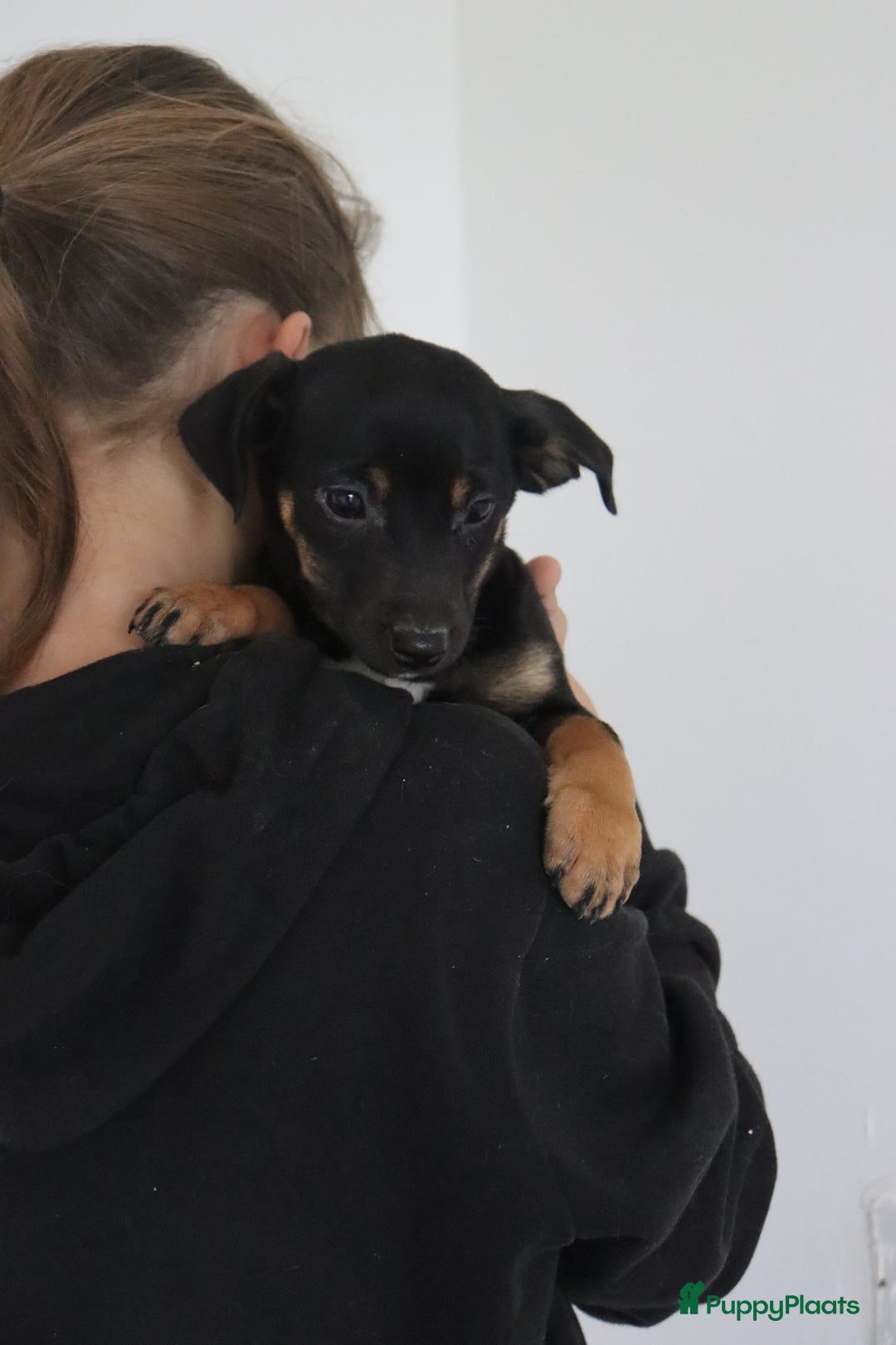 Jack Russel Terriër honden te koop: lieve Jack Russel pups  - Advertentie 27