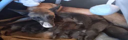 Mechelse Herder honden te koop: Super mooie mechelse herder pups  - Advertentie 7