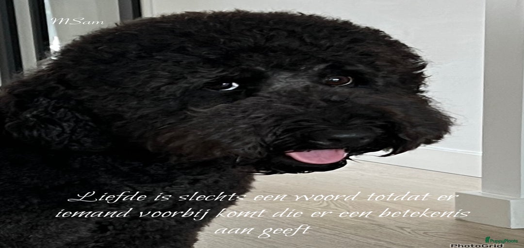 Galerij afbeelding {{count}}