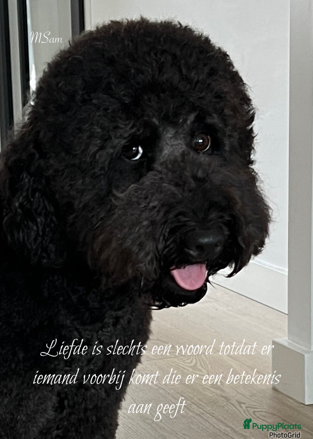 Galerij afbeelding {{count}}