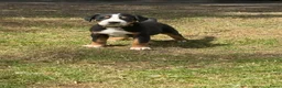 Grote Zwitserse Sennenhond honden te koop: Prachtige Grote Zwitserse Sennenpup - Advertentie 5