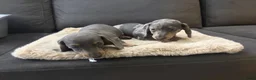 Teckel (korthaar)  honden te koop: Dwerg Teckel Pups. - Advertentie 3