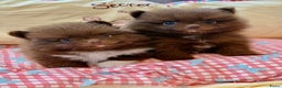 Pomeriaan honden te koop: Choco pomeranian pomeriaan pups te reserveren - Advertentie 6