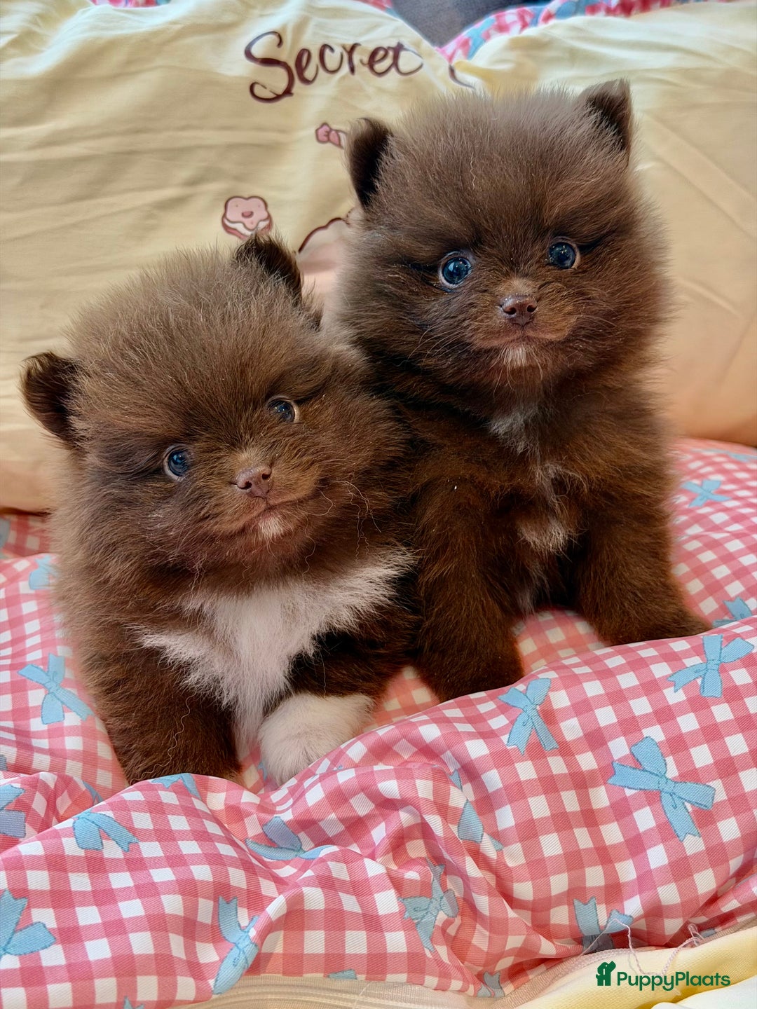Pomeriaan honden te koop: Choco pomeranian pomeriaan pups te reserveren - Advertentie 6