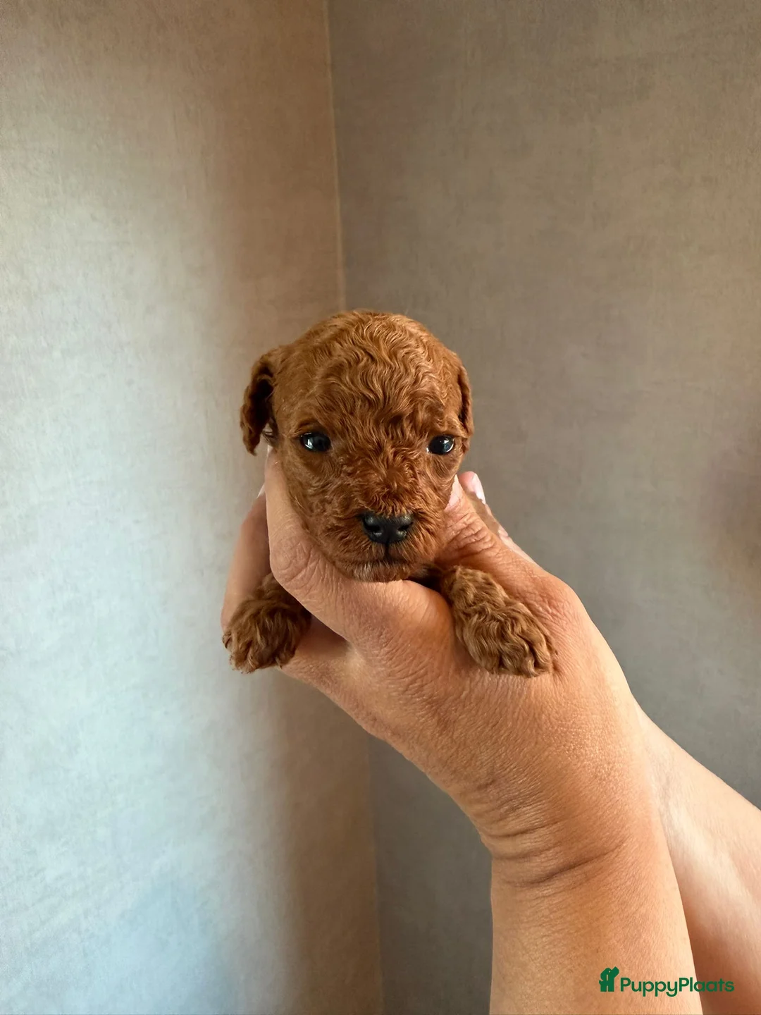 Poedel Toy honden te koop: Mooie rode toy poedel pups uit geteste ouders. in Sint Willebrord - Advertentie 7