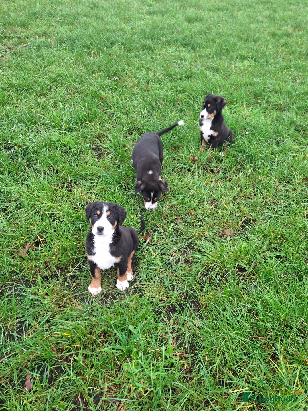 Grote Zwitserse Sennenhond honden te koop: Grote zwitserse sennen pups - Advertentie 11