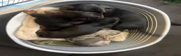 Teckel (korthaar)  honden te koop: Dwerg Teckel Pups. - Advertentie 12