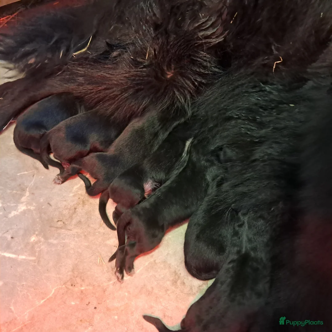 Groenendaeler honden te koop: Groenendaeler pups te koop - Advertentie 10