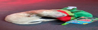 Cockapoo 3