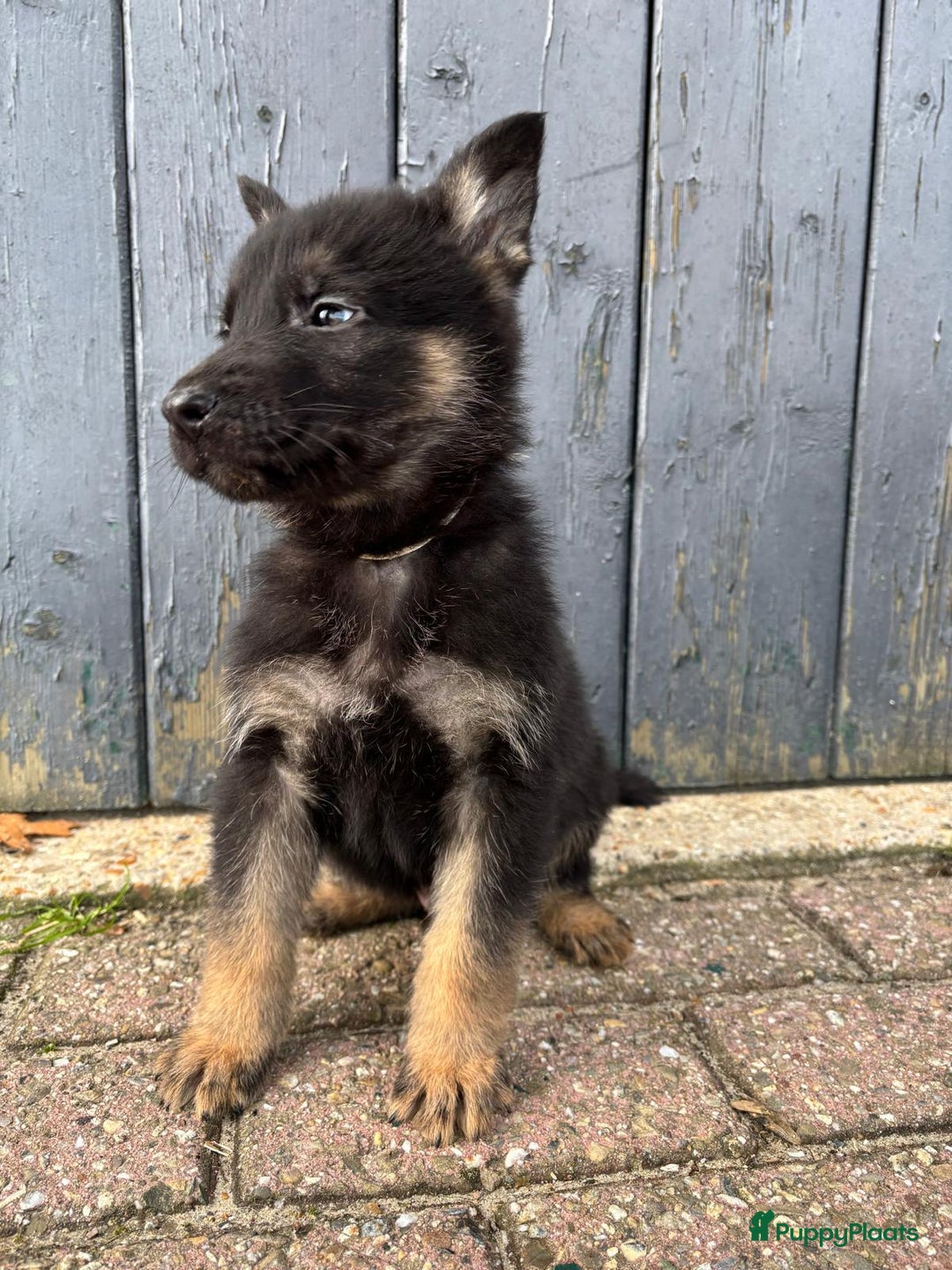 Duitse Herder honden te koop: Duitse herder pups -10 WK- nog 1 pup beschikbaar! - Advertentie 15