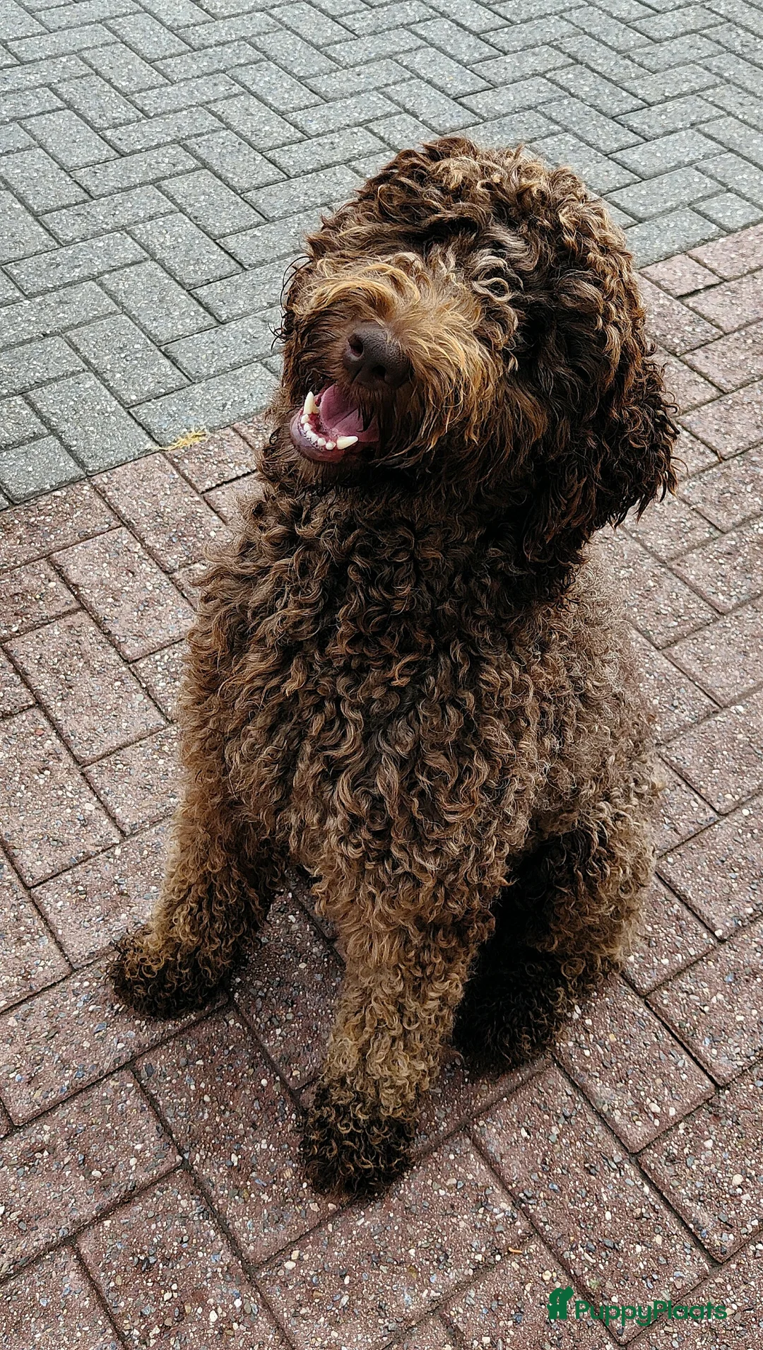Labradoodle honden te koop: schattige chocof4 labradoodle pups ouders aanwezig - Advertentie 24