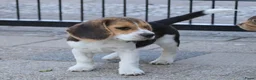 Beagle honden te koop: Beagle pups beschikbaar  - Advertentie 7