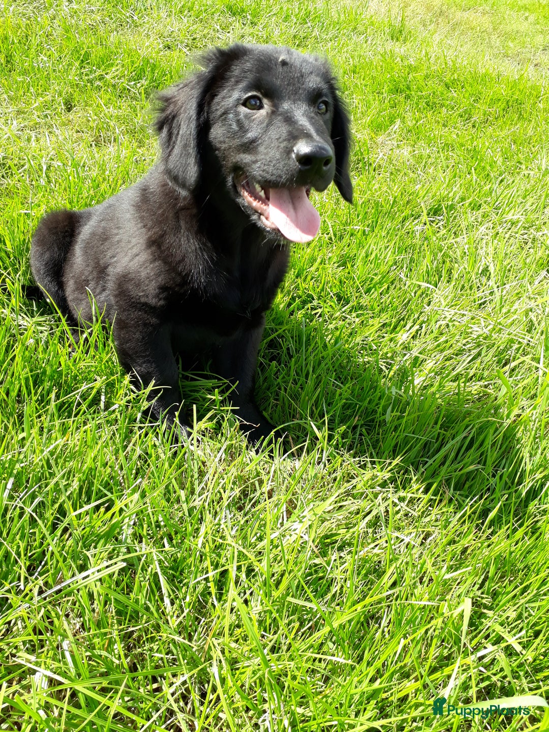 Kruising honden te koop: Kruising reutjes: Border Collie X Friese Stabij - Afbeelding 7