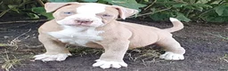 Amerikaanse Bulldog honden te koop: Mooie Amerikaanse Bulldog pups  - Advertentie 2
