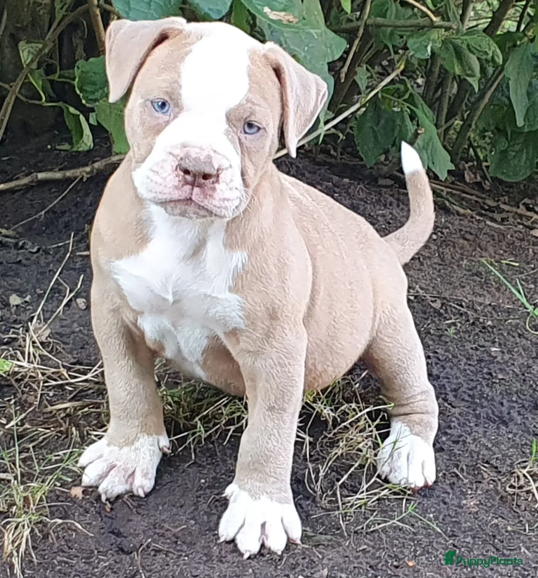 Amerikaanse Bulldog honden te koop: Mooie Amerikaanse Bulldog pups  - Advertentie 2