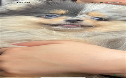 Pomeriaan honden te koop: Pomeriaan pups  - Afbeelding 2