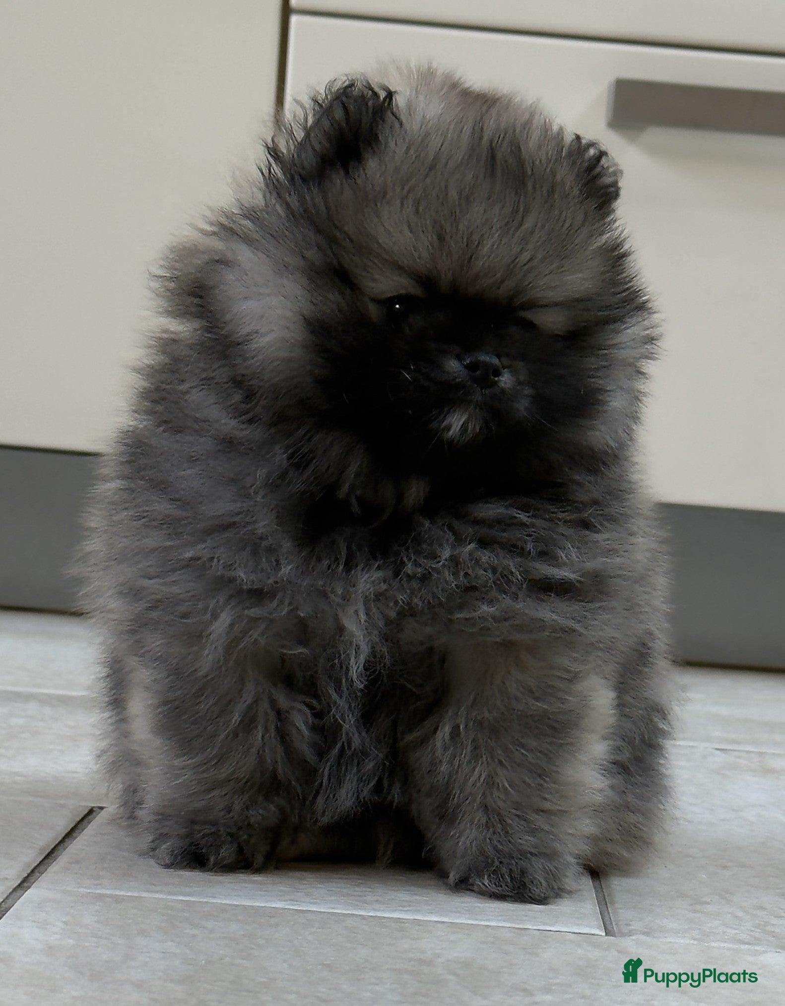 Pomeriaan honden pomeriaan/dwergkees pup reutje met FCI stamboom - Advertentie 2